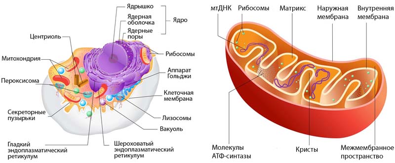 Митохондриальное донорство. В Мексике родился первый ребенок от трех родителей. Донорство митохондриальной ДНК. Новости науки, новый вид экстракорпорального оплодотворения.