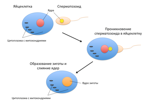 Митохондриальное донорство. В Мексике родился первый ребенок от трех родителей. Донорство митохондриальной ДНК. Новости науки, новый вид экстракорпорального оплодотворения.