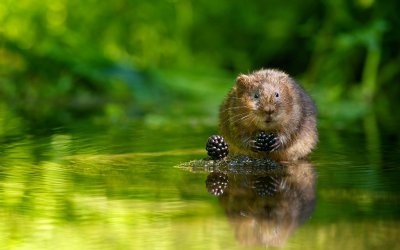 Гороскоп на декабрь 2017 года для женщин. Китайский гороскоп на месяц Водяной Крысы 6 декабря 2017 года - 5 января 2018 года.