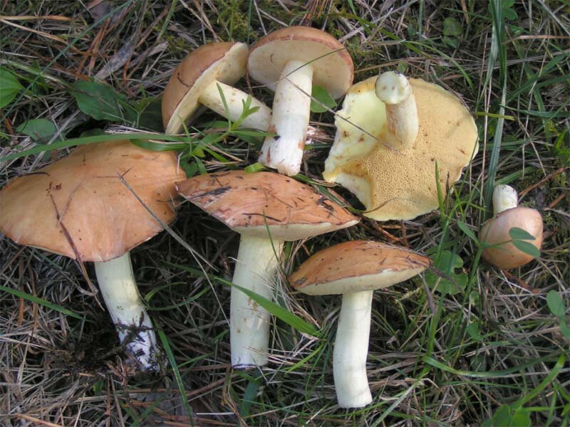 14 самых известных грибных мест Новосибирска и области