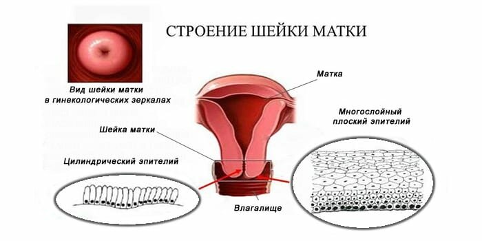Строение шейки матки и почему так важно её здоровье
