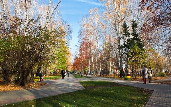 березовая роща