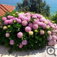 Раскрась свой сад: цветы, многолетники, плодово-ягодные. Самые интересные товары для дачников на форуме Сибмама.
