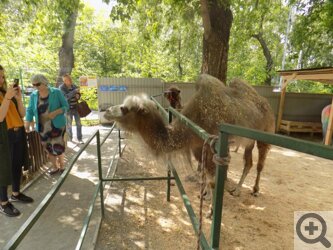 Прогулка по парку имени Кирова