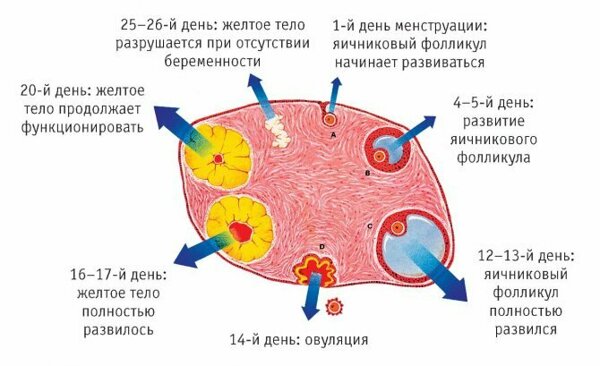 Желтое тело яичника и его размеры