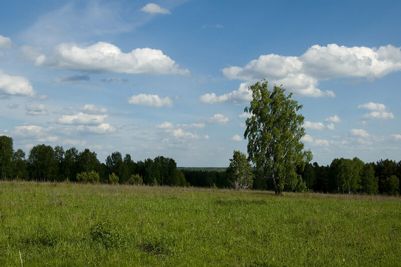 14 самых известных грибных мест Новосибирска и области