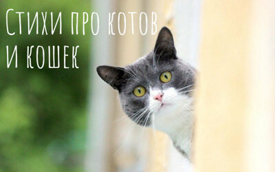 Стихи про котов и кошек для детей