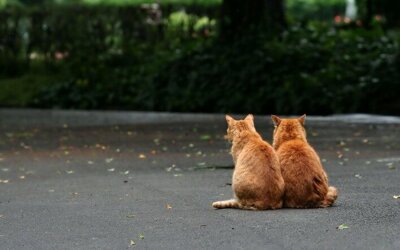 Стихи про котов и кошек для детей