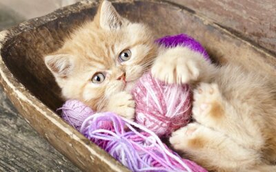 Стихи про котов и кошек для детей