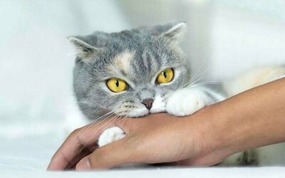 Стихи про котов и кошек для детей
