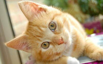 фото котиков