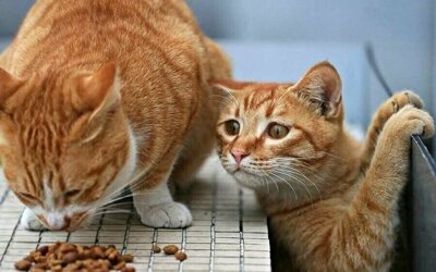 фото смешных котиков и приколы