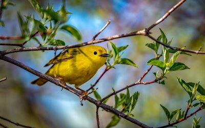стихи про весну